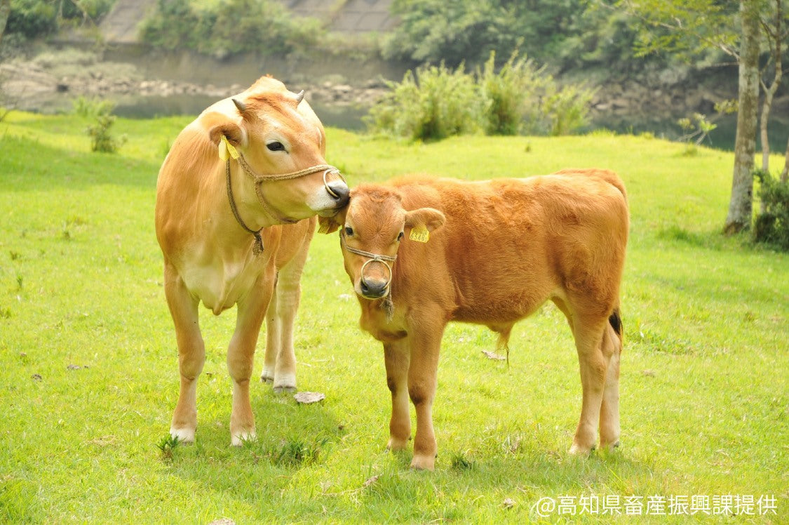 【高知県土佐郡】土佐あかうし ヒレステーキ 約150g｜冷蔵
